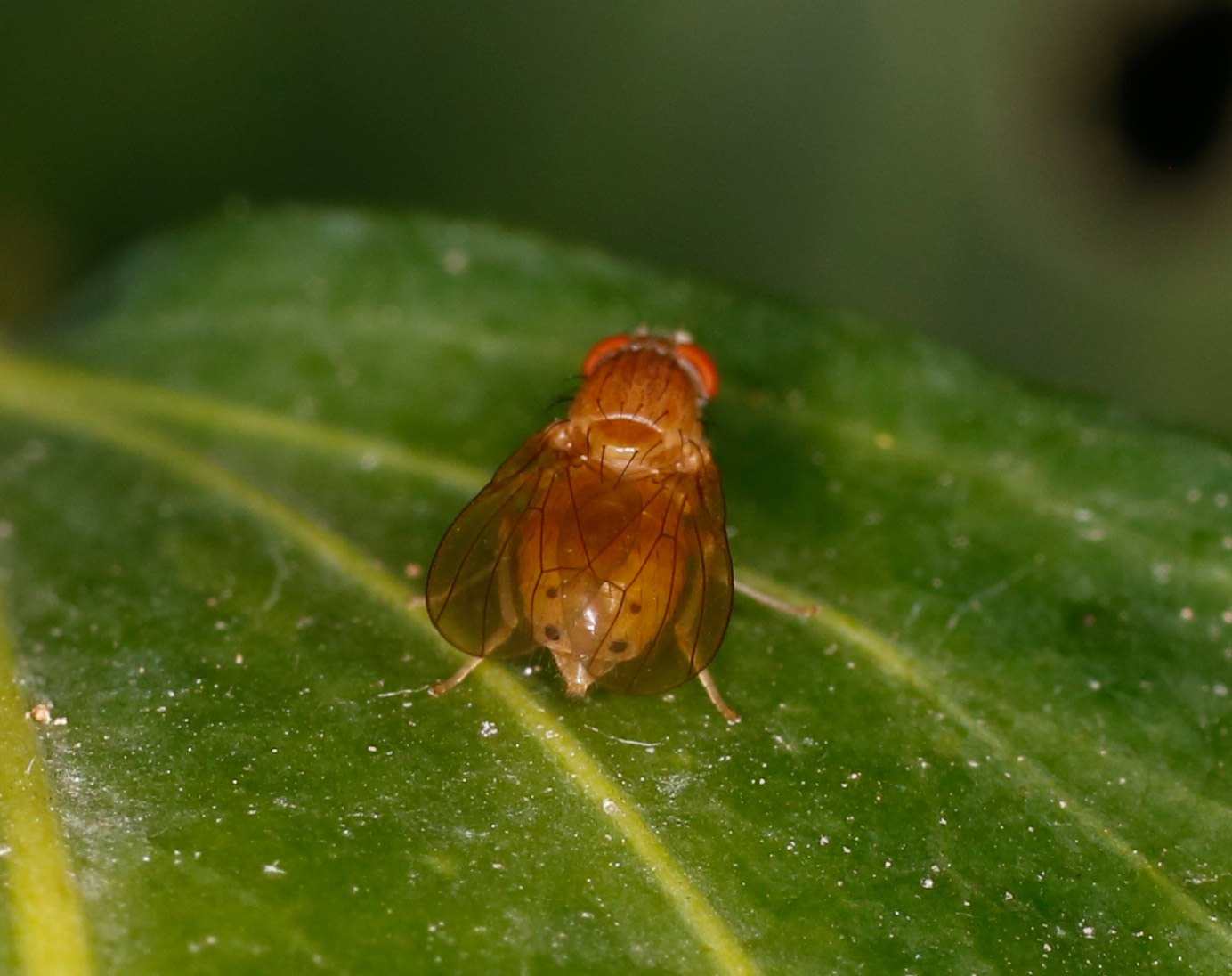 Lauxaniidae: Sapromyza quadripunctata?    S